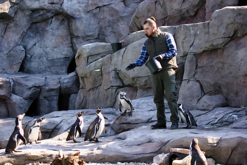 Ein Mann füttert im Zoo Pinguine, was gibt es für Berufe mit Tieren?
