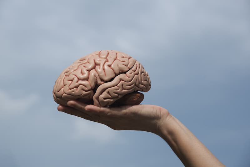 Ein Gehirnmodell in einer Hand, lässt sich Intelligenz trainieren?