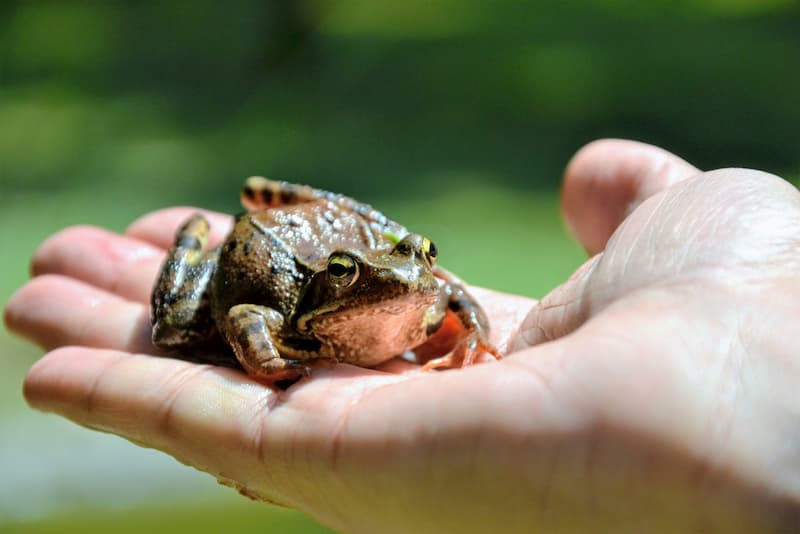 Ein Frosch sitzt auf einer Hand, was ist die Eat-the-Frog-Methode?
