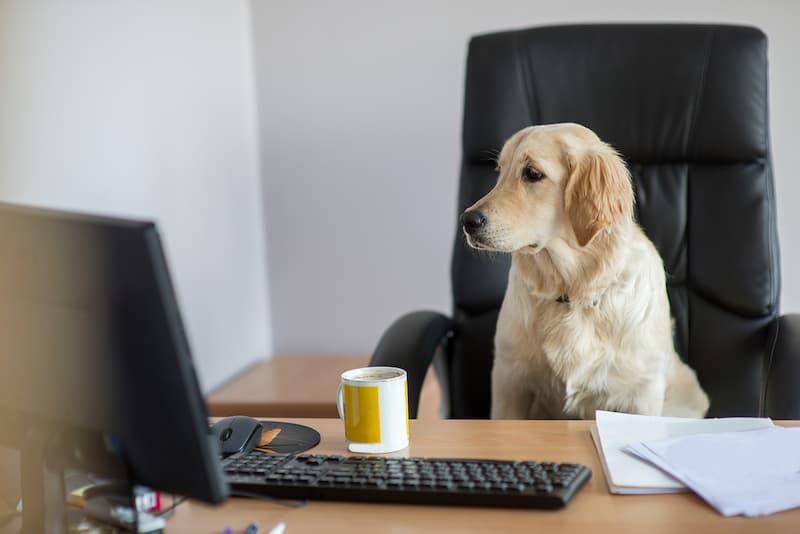 Ein Hund sitzt am Schreibtisch, ist ein Bürohund erlaubt?